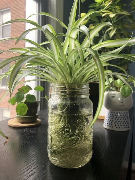 16 Tropical Plants You Can Grow in Just Water | Balcony Garden Web Plants In A Jar, Water Plants Indoor, Plants Grown In Water, Tanaman Air, Plant In Glass, Plants In Jars, Pictures Of Plants, Tattoo Plant, Indoor Water Garden