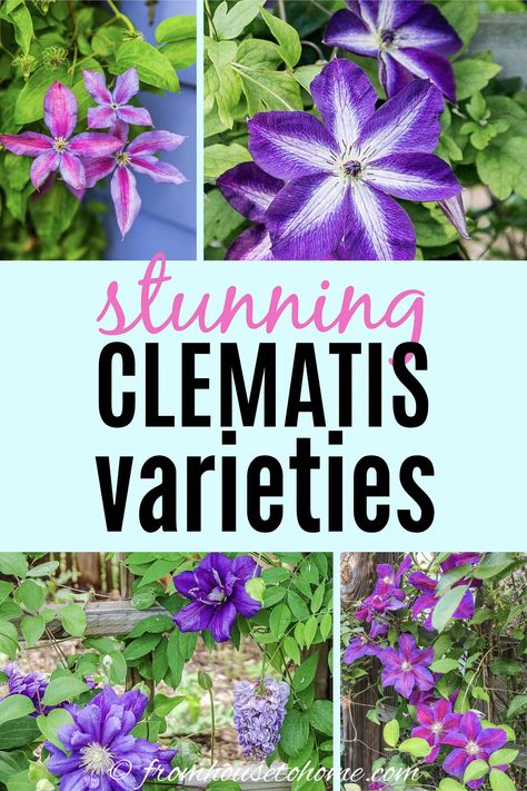 Perennial Flowering Vines, Clematis Care, Clematis Varieties, Blue Clematis, Autumn Clematis, Clematis Plants, Climbing Flowers, Clematis Flower, Clematis Vine