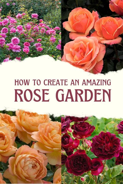 Build the perfect rose garden by adding amazing companion plants to the front, middle, and back of your garden! #roses #rose #rosegarden #planting Florida Rose Garden, Herb And Rose Garden, Creating A Rose Garden, Mixed Rose Garden, Koko Loko Rose Garden, Planting Roses Flower Beds, Modern Rose Garden, Front Yard Rose Garden, Rose Bush Ideas