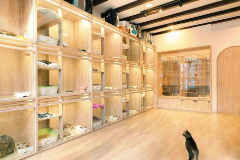 Classic Cabins @ Kampong Bahru - Nekoya Cat Daycare & Boarding Hotel Singapore Private Daycare Ideas, Cat Sanctuary Ideas, Cat Hotel Design Ideas, Cat Hotel Ideas, Cat Boarding Facility, Cats Hotel Design, Dog Hotel Design, Animal Sanctuary Ideas, Cat Rooms