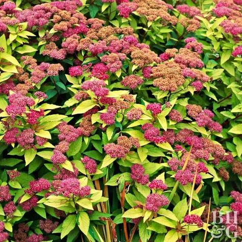 Spirea Bush, Cottage Garden Plan, Sloped Garden, Iron Plant, Garden Shrubs, Flowering Shrubs, Black Eyed Susan, Foliage Plants, Ornamental Grasses