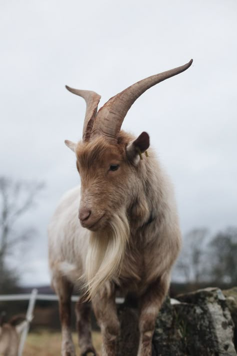 Aesthetic Animal Painting, Animals Wallpaper Aesthetic, Goat Pen Ideas, Goat Photo, Cute Animals Wallpaper, Tattoo Goat, Goat Pictures, Goat Drawing, Goat Fence