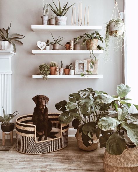 17 Stylish Boho Dog Beds You and Your Fur Kids Will Love - Grass dog bed from Design DUA. Boho chic decor, dog-friendly interiors. Bohemian style. Boho Dog Bed, Wicker Dog Bed, Handmade Dog Beds, Dog Room Decor, Dog Bedroom, Basket Dog Bed, Puppy Room, Dog Corner, Boho Dog