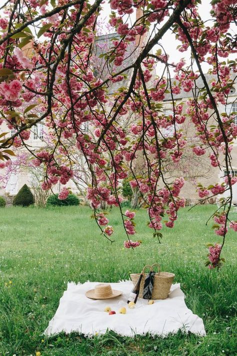 Cherry Blossom Picnic, Bittersweet Memories, Thousand Boy Kisses, A Thousand Boy Kisses, Apple Garden, Blossom Wallpaper, Loire Valley France, Best Wallpaper Hd, Flower Photoshoot