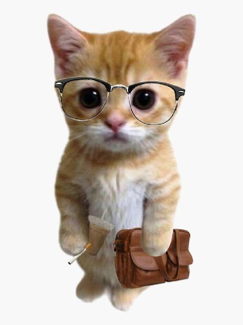 "el gato prof" Sticker for Sale by caro1c | Redbubble Stickers For Chat, Silly Cat Wallpaper, Silly Cat Gif, Cats Big Eyes, Wallpaper Silly, Cats Background, Silly Stickers, Cats Couple, Cats Brown