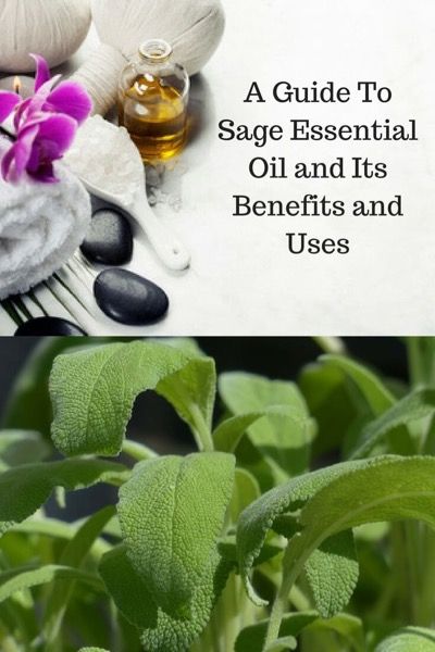 A Guide To Sage Essential Oil and Its Benefits and Uses | Learn more at https://www.aromatherapyandmassage.com/sage-essential-oil.html Sage Essential Oil Benefits, Benefits Of Sage, Essential Oils For Asthma, Sage Benefits, Esential Oils, Healthy Period, Homemade Body Butter, Clary Sage Essential Oil, Young Living Essential Oils Recipes