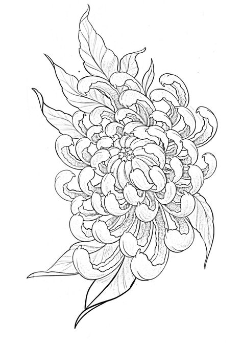 Japanese Tattoo Flower, Japanese Lotus Tattoo, Japanese Chrysanthemum Tattoo, Crisantemo Tattoo, Traditional Back Tattoo, Japanese Flower Tattoo, Chrysanthemum Tattoo, Japanese Dragon Tattoos, Flower Line Drawings