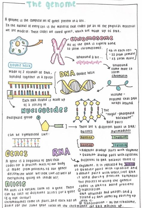 The genome | Medical school inspiration, Nursing school notes, Nurse study notes Neurosurgeon Aesthetic Notes, Cell Biology Notes Aesthetic, Embryology Aesthetic, Neurosurgeon Notes, Genetics Notes Biology, Biochem Notes, Biology Student Aesthetic, Genetics Notes, Genetics Aesthetic