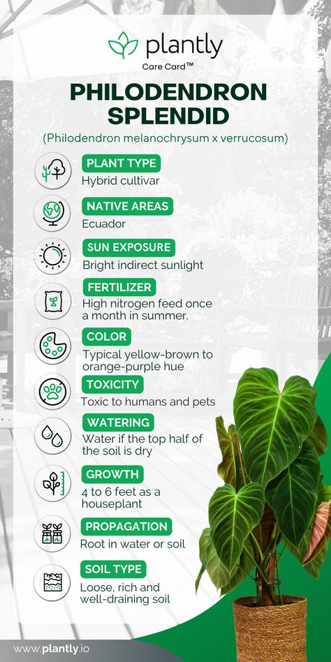 Philodendron Splendid, Plants Names, Rare Philodendron, Plant Care Guide, Philodendron Plant, Plant Book, Plant Guide, Tropical Gardens, My Plant