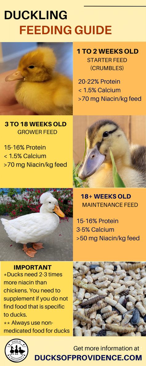 How to Raise Ducklings: A Beginners Guide - Ducks of Providence Hatching Duck Eggs, Keeping Ducks, Pekin Duck, Backyard Ducks, Duck Breeds, Duck Coop, Duck Farming, Raising Ducks, Backyard Chicken Coop Plans