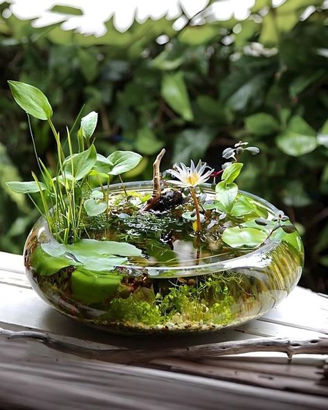 James Wong 🌱 | Plants & Nature on Instagram: "THE MAGIC OF MINI-PONDS I really wanted to share this beautiful creation by @sono_aqua_pfm from Japan with you. In traditional UK horticultural media we tend to fixate only on ideas that are popular in the West. Even when we do look abroad, it’s almost always through the lens of the national stereotypes we are comfortable with. Red lacquer bridges and zen gardens, anyone? Thankfully, Instagram means we can now get a direct insight into how people around the world are growing plants on their own terms. I am fascinated by the Japanese love of creating mini water gardens both indoors and out, to the extent there are whole nurseries like this dedicated to the hobby. I’d really love to go in person one day to learn all about it. 📷: @sono_aqua_p Water Garden Ideas, Water Terrarium, Tanaman Air, Small Water Gardens, Mini Pond, Container Water Gardens, Taman Air, Aquatic Garden, Indoor Water Garden