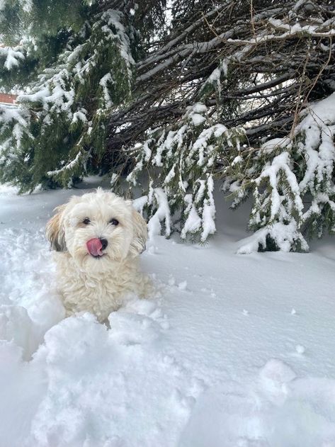 Snow Dog Aesthetic, Marielle Core, Cold Christmas Aesthetic, Cold Girl Aesthetic, December Wallpaper, Snow Animals, Regnul Animal, Short Coats, Cold Girl