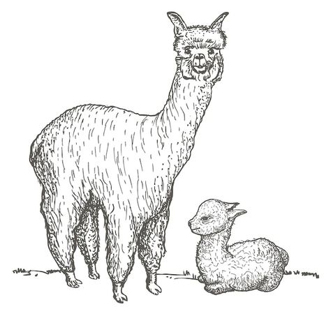 Alpaca and her cub sketch llama mama wit... | Premium Vector #Freepik #vector #cute-llama #lama #alpaca #llama Lama Sketch, Lama Drawing, Hand Drawing Sketch, Baby Hands, Psd Icon, Hand Drawing, Chinese Painting, Drawing Sketch, Vector Photo