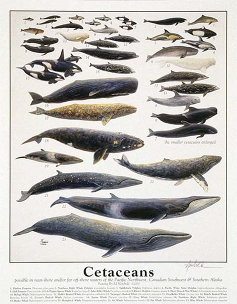 cetacean | ... Soon: Cetacean Rights Commissions and a Museum for Cetacean Rights Whale Chart, Marine Poster, Types Of Whales, Whale Species, Minke Whale, Dolphin Art, Gray Whale, Whale Art, Marine Mammals