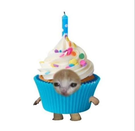 Cursed Happy Birthday Images, Happy Birthday Massage, Silly Happy Birthday, Cupcake Cat, Me Happy Birthday, Happy Birthday Cat, Birthday Icon, Happy Birthday Meme, Happy Birthday Pictures