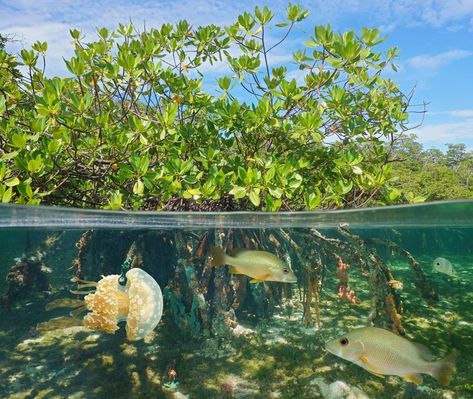 These Fish Fuel Mangrove Forests With Their Urine Above And Below Water, Levitation Photography, Photography Water, Mangrove Swamp, Nan Goldin, Photography Tricks, Photography Macro, Double Exposure Photography, Bahamas Island