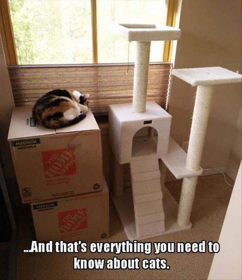 Cat Owner Humor, Image Chat, Cat Humor, Cat Owner, Funny Cat Pictures, Funny Animal Memes, Memes Humor, Cat Scratching, Kitty Kitty