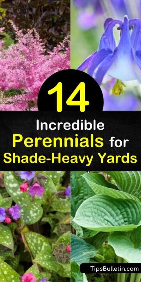 Full Shade Flowers, Shade Perennial Garden, Part Shade Perennials, Perennials For Shade, Best Perennials For Shade, Plants That Love Shade, Part Shade Flowers, Full Shade Plants, Shade Loving Shrubs