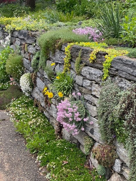 Janet's Rock Garden - FineGardening Beautiful Rock Gardens, Herb Rock Garden, Garden Stone Wall Ideas, Field Stone Wall Garden, Stone Wall Planting, Raised Flower Beds Stone, Retaining Wall With Plants, Dry Stone Wall Garden Ideas, Modern Rockery Garden Ideas