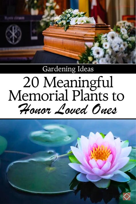 Looking for a special way to honor the memory of a departed loved one? Explore these 20 beautiful plants that can transform your garden into a peaceful, living tribute. From flowering perennials to symbolic evergreens, these plants represent love, remembrance, and peace. Whether you're a gardening beginner or enthusiast, create a serene space that celebrates cherished memories. Save this pin to your gardening board and discover more ways to memorialize your loved ones. Memorial Garden Ideas Diy, Small Memorial Garden Ideas, Memorial Garden Ideas, Memorial Plants, Creative Landscaping, Flowering Perennials, Sustainable Gardening, Memory Tree, Peaceful Living