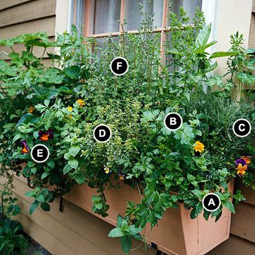 Functional, fresh herbs Herb Window, Window Herb Garden, Window Box Garden, Diy Herb Garden, Window Box Flowers, Box Flowers, Grow Herbs, Herbs Garden, Herb Gardens