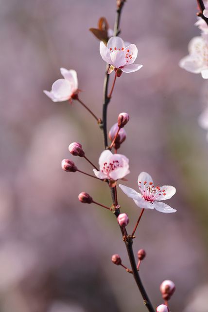 Flor Iphone Wallpaper, Flowers Photography Beautiful, Beautiful Flowers Photography, Flowers Photography Wallpaper, Garden Beautiful, Photography Flowers, Cherry Blossom Flowers, Beautiful Flowers Garden, Trendy Flowers