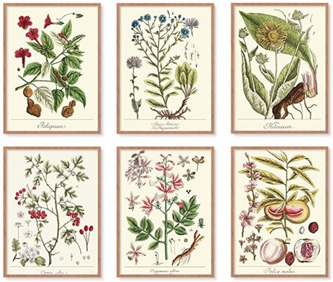 AmazonSmile: YUMKNOW Farmhouse Vintage Botanical Wall Decor - Unframed Set of 6, 8x10, Boho Cottagecore Plant Leaves Room Decor for Bathroom, Bedroom Art Posters Prints, Aesthetic Flower Pictures Office Kitchen: Posters & Prints Aesthetic Flower Pictures, Leaves Room Decor, Cottagecore Plants, Decor For Bathroom, Botanical Wall Decor, Farmhouse Vintage, Beige Art, Aesthetic Flower, Botanical Decor