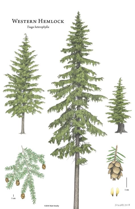 Introducing vertical grain WESTERN HEMLOCK: a well designed, economical option for modern interior wall and ceiling cladding. - reSAWN TIMBER co. Hemlock Tree, Western Hemlock, Pine Tree Drawing, Types Of Trees, Pine Tree Art, Tree Identification, Tree Drawings Pencil, Tree Illustration, Evergreen Trees