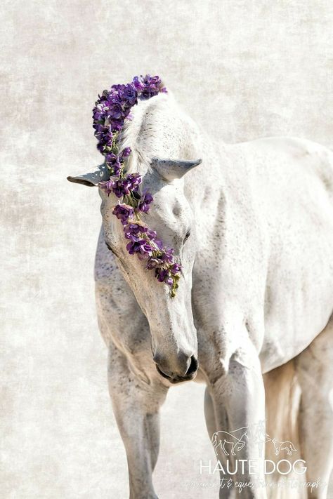 Gray Thoroughbred, Horses And Flowers, Horse With Flowers, Flower Shoot, Photoshooting Ideas, Photographer Design, Horse Flowers, Horse Photographer, Pretty Sneakers