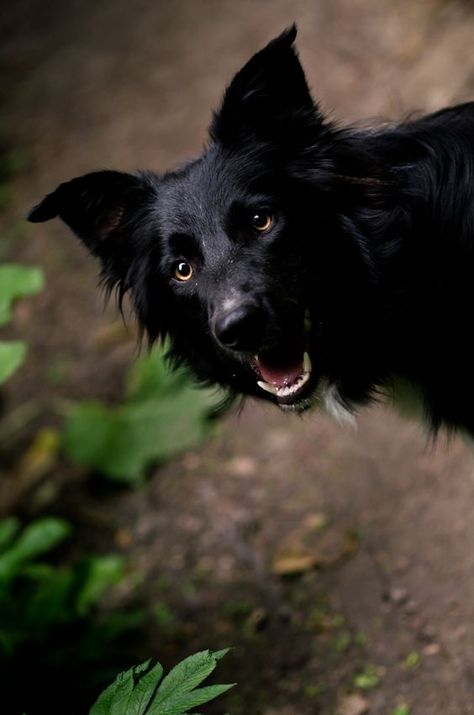 For National Black Dog Day, lets all consider black dogs and make sure that next time we are in a shelter or rescue, we aren’t passing up those beautiful black coats unintentionally. Border Collie Tattoo, Border Collie Colors, Black Dog Day, Tattoo Silhouette, Black Day, Black Dogs, Border Collie Dog, Herding Dogs, Dog Day