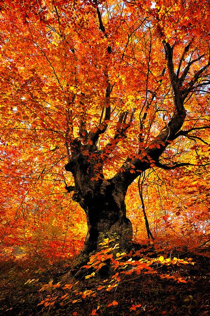 Autumn beech tree - Balkan, Serbia  The gorgeous fiery palette of Fall! Leaves On The Ground, Beech Tree, Autumn Tree, Beautiful Trees, Autumn Scenes, Orange Tree, Autumn Scenery, I Love Fall, Autumn Beauty