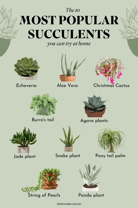 Succulents For Beginners, Succulents Care Guide, Names Of Succulent Plants, How To Take Care Of Succulents Indoors, Succulent House Plants, Best Succulents For Indoors, Succulent Growing Tips, How To Care For Succulents Indoors, Succulent Care For Beginners