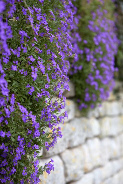 Aubretia growing from a stone wall in the Cotswolds, England. Portland Landscaping, Fire Pit Landscape, Restaurant Plants, Stone Garden Wall, Cascading Plants, Garden Wall Plaque, Orchid Wall, Stone Walls Garden, Garden Wall Designs