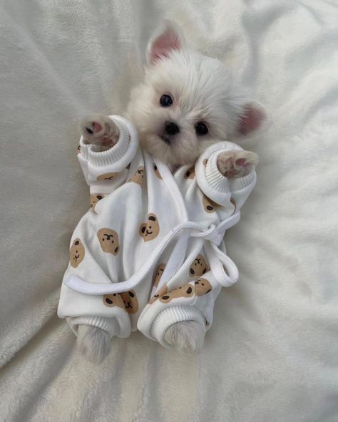 Cutest Dogs Ever, White Poodle Aesthetic, Puppy Things, Cute Fluffy Puppies, Puppy Mix, Cute Dog Toys, Doodle Dogs, Cute Fluffy Dogs, Poodle Toy