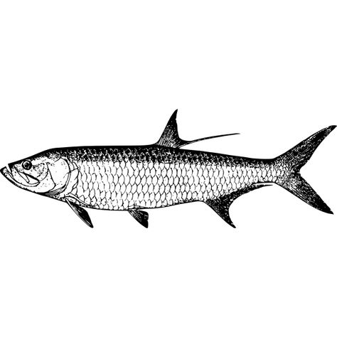 Tarpon fish | Free SVG Tarpon Fish Drawing, Tarpon Drawing, Tarpon Tattoo, Gentleman's Lounge, Zoological Illustration, Tarpon Fish, Tarpon Fishing, Scale Tattoo, Fish Tattoo