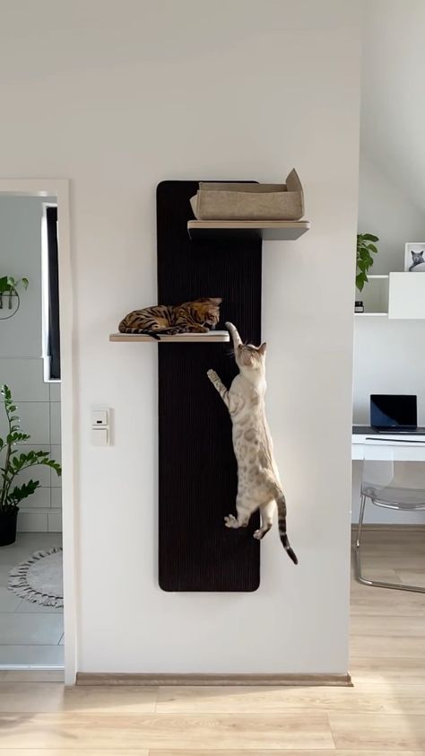 skadi.bengal on Instagram: G R I P P Y Action! 🤍🤎 | Anzeige* Unendlicher Kletterspass mit der neuen Kratzwand GRIPPY. Sowohl zum Schlafen, Jagen oder einfach mal die… Diy Cat Wall Scratcher, Cat Closet Under Stairs, Cat Wall Shelves Living Room, Chic Cat Furniture, Cat Wall Design, Cat Friendly Apartment Decorating Ideas, Cat Wall Ideas, Cat Tree Wall, Wall Shelving Ideas