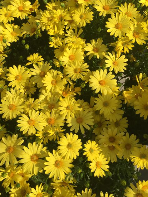 yellow daisies!! 🌼🌼🌼 #yellow #yellowflowers #daisies #flowers #aesthetic #spring #happy #wallpapers Yellow Daisy Aesthetic Wallpaper, Yellow Daisy Flower, Aesthetic Yellow, Daisy Wallpaper, Yellow Iphone, Yellow Daisy, Spring Wallpaper, Yellow Daisies, Yellow Wallpaper