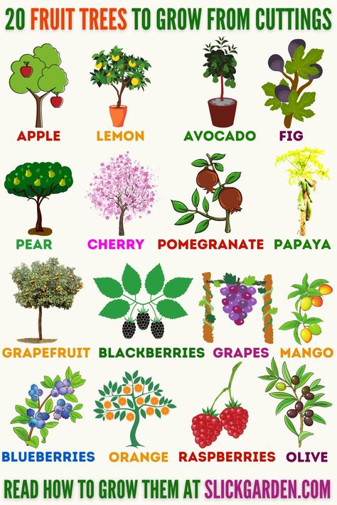 Indoor Fruit Trees, Grow From Cuttings, Fruit Tree Garden, Aesthetic Gardening, Gardener Aesthetic, Growing Fruit Trees, Gardening Aesthetic, Vegetable Garden Planning, Vegetable Garden Diy