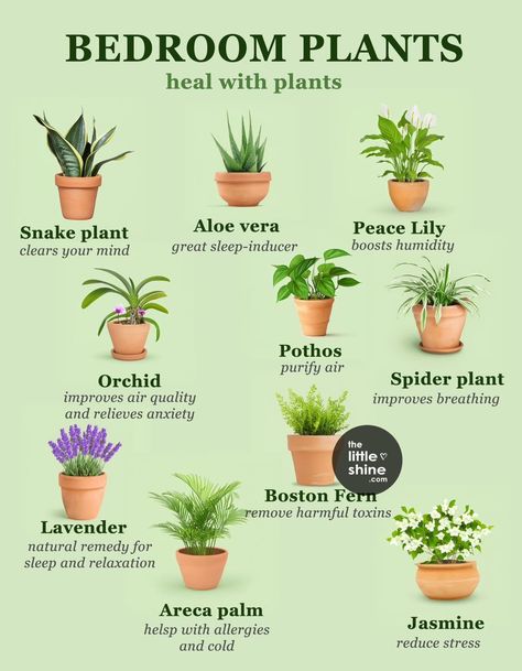 Must Have Plants Indoor, Indoor Plant Types, Indoor Plants Spiritual Meaning, Plants That Survive With No Light, Smell Good Plants, Indoor Plants Beginners, Plants For Your Bedroom, Plants To Have In Your Bedroom, House Plant Wish List