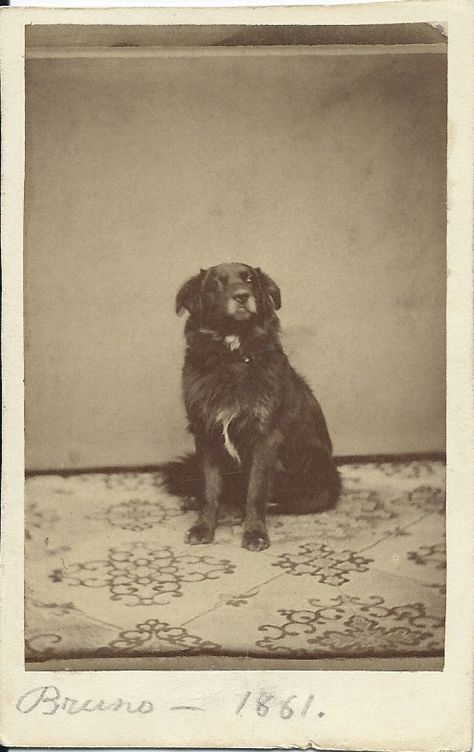 1861 cdv of Bruno, a very noble-looking dog. Dog's name and year written in pencil on front of card. No photographer's identification. From bendale collection Dog Photograph, Airedale Terrier, Good Boy, Beloved Dog, Old Dogs, Vintage Dog, Antique Photos, Dog Photography, Vintage Cat