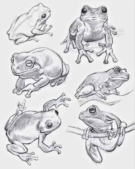 Frog Reference, Frog Sketch, Animal Drawings Sketches, Visual Library, Animal Study, Frog Art, Drawings Ideas, Animal Sketches, Cross Patterns