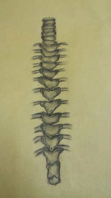 Spinal cord by zainab  #skeleton#Drawing Spine Drawing Easy, Spine Drawing Sketches, Drawing For Science, Spinal Cord Drawing, Spine Drawing, Skeleton Drawing, All About Me Art, Skeleton Drawings, Cardiac Nursing