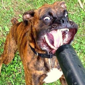 Söt Katt, Funny Animal Photos, Funny Dog Pictures, Funny Animal Jokes, 웃긴 사진, Cute Funny Dogs, Funny Animal Memes, Animal Jokes, Boxer Dogs