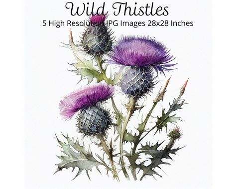 Blue thistle