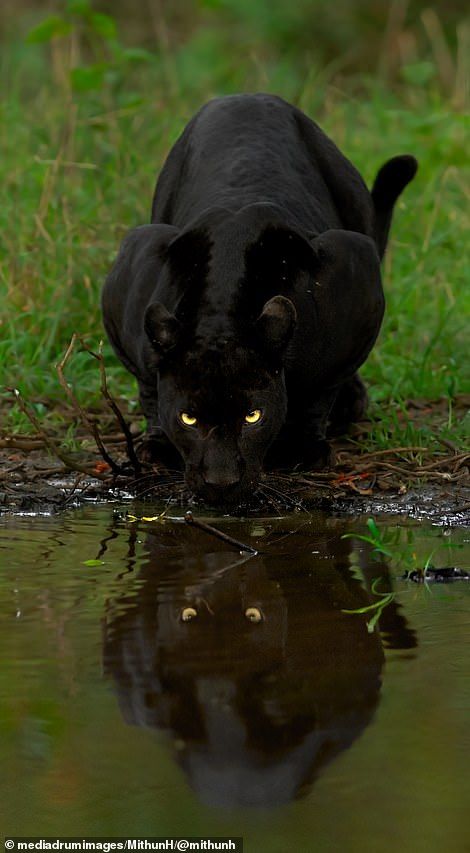 Black Jaguar Animal, Black Panther Cat, Panther Cat, Jaguar Animal, Black Jaguar, Pretty Animals, Black Animals, Wildlife Animals, Leopards