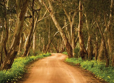 Clare Valley, Australia Landscape, Picture Places, The World Pictures, Beautiful Roads, World Pictures, Bike Trails, South Australia, Oh The Places Youll Go