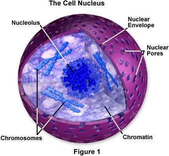 Molecular Expressions Cell Biology: Plant Cell Structure - Nucleus Organelle Project, Parts Of A Cell, Chromosome Structure, Animal Cell Structure, Grade 8 Science, Plant Cell Structure, Tabernacle Of Moses, Animal Cell Project, Bio Project