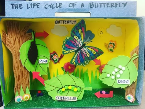 The Life Cycle of a BUTTERFLY 🦋 #parentofapreschooler #projects #homework #lifecycleofabutterfly #diorama #ideas #pinterest #instagram… Butterfly Life Cycle Project, Butterfly Life Cycle Preschool, Life Cycle Preschool, Life Cycle Project, Butterfly Crafts Preschool, Life Cycles Preschool, Butterfly Life Cycle Craft, Diorama Kids, Life Cycle Of A Butterfly