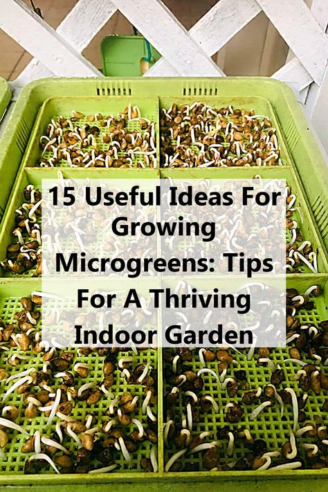 Discover 15 useful ideas for growing microgreens and transform your indoor space into a thriving garden. This guide offers expert tips on selecting the best seeds, optimizing light conditions, and maintaining moisture for maximum growth. Whether you're a beginner or experienced gardener, these practical strategies will help you enjoy fresh, nutritious microgreens year-round. Dive into the world of indoor gardening and elevate your meals with homegrown goodness! Grow Microgreens Indoors, Growing Microgreens Indoors, Microgreens Growing Indoor, Arugula Microgreens, Kentucky Garden, Kratky Method, Seed Sprouting, Microgreens Garden, Beginning Gardening