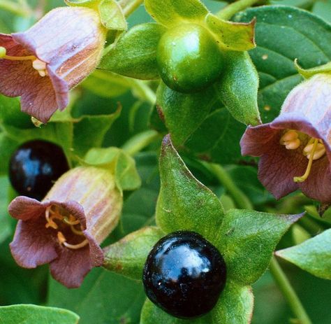 True+Wild+Belladonna+Atropa+Belladonna+-+15+Seeds Belladonna Flower, Deadly Plants, Poison Garden, Lantana Camara, Witch Herbs, Sansevieria Trifasciata, Sacred Plant, Witch Garden, Poisonous Plants